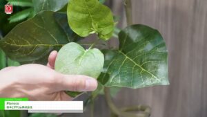 [オルガテック東京 2025] Planeco – 日本ビダヤコム株式会社